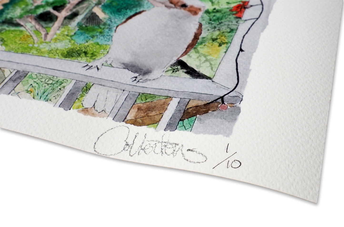 Backyard at 9 George with Kookaburra - Giclee Print